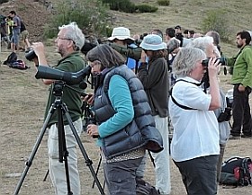 Bear-watching in Somiedo © Teresa Farino